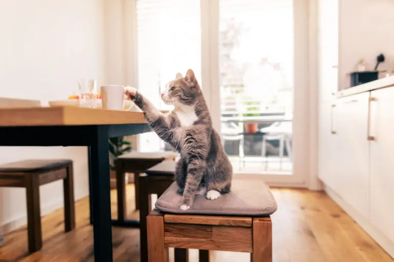 HAWKINS | Josera20240702 0100 | Work