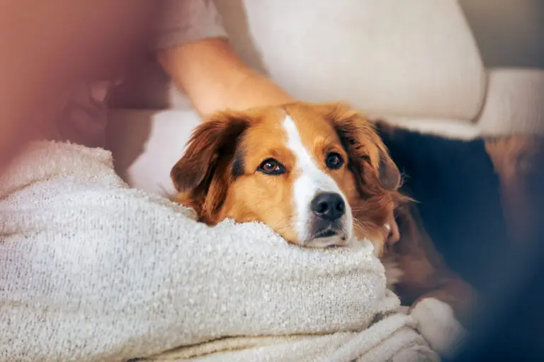 HAWKINS | Josera20240704 3534 | Work